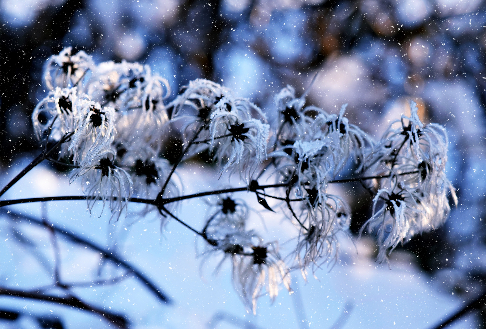 Winterimpression im Januar