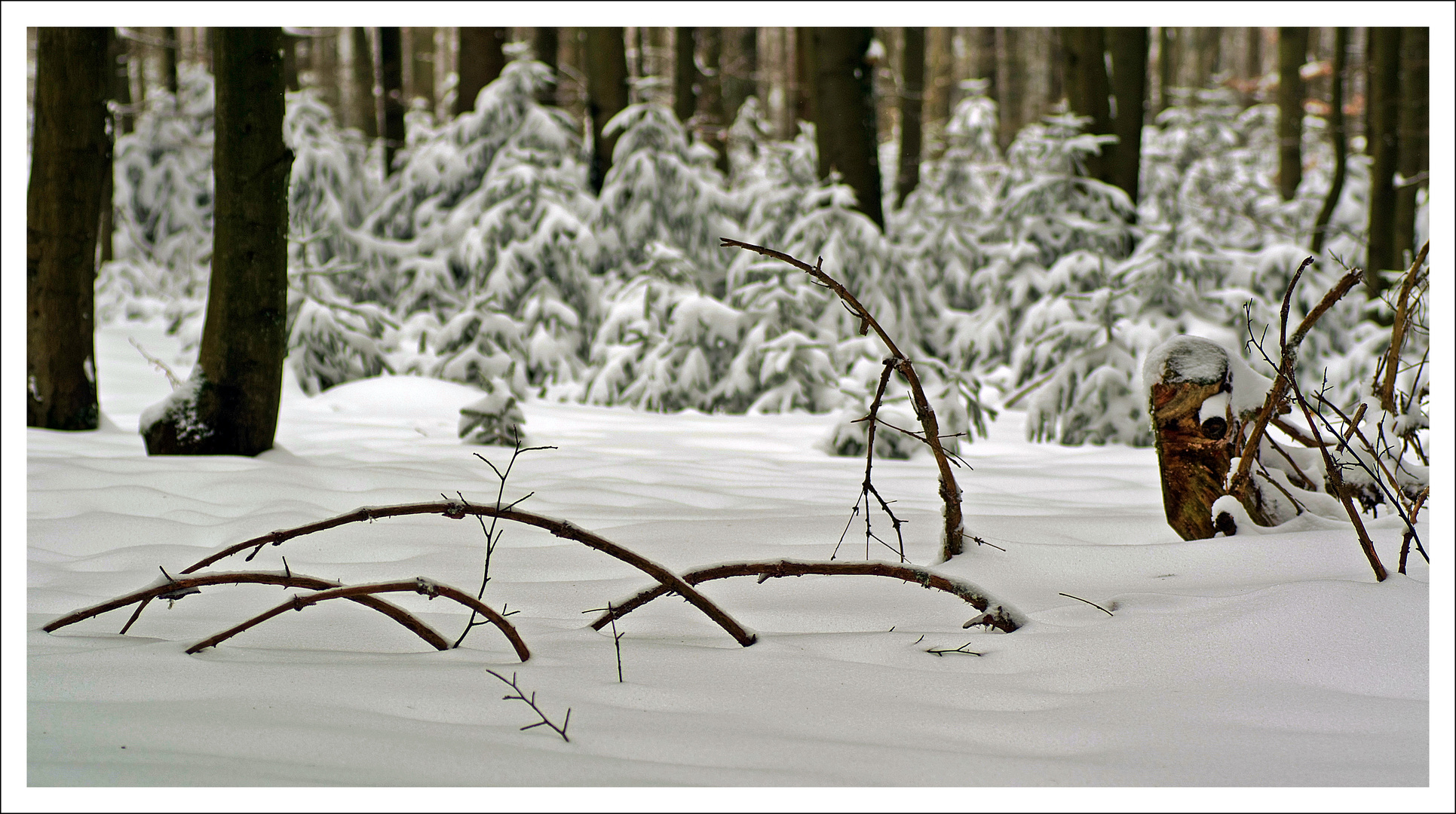 Winterimpression im Vogelsberger Wald