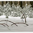 Winterimpression im Vogelsberger Wald