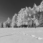 Winterimpression Kandel (3)