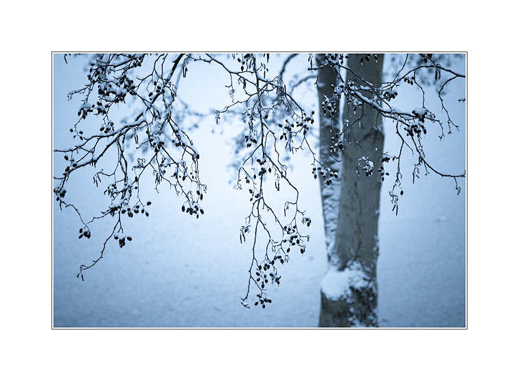 Winterimpression - Neulich am Tiggelsee