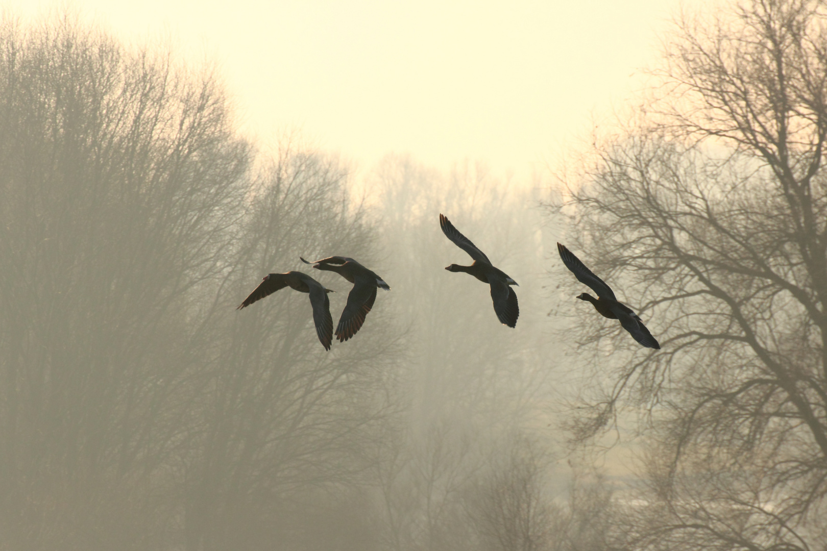 Winterimpression vom Niederrhein