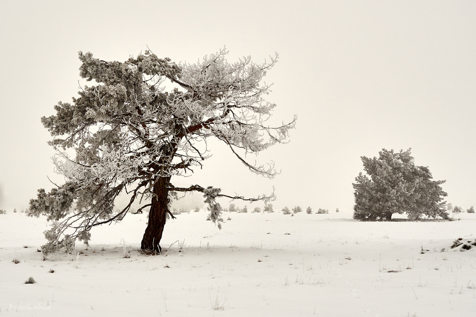 Winterimpression von der Fröttmaninger Heide