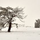 Winterimpression von der Fröttmaninger Heide