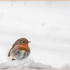 winterimpression X : schnee-bällchen.....