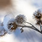 Winterimpression_1