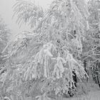 Winterimpression_10