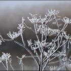 Winterimpression...2