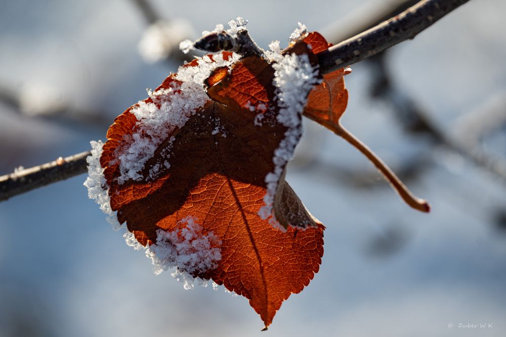 Winterimpressionen 1 