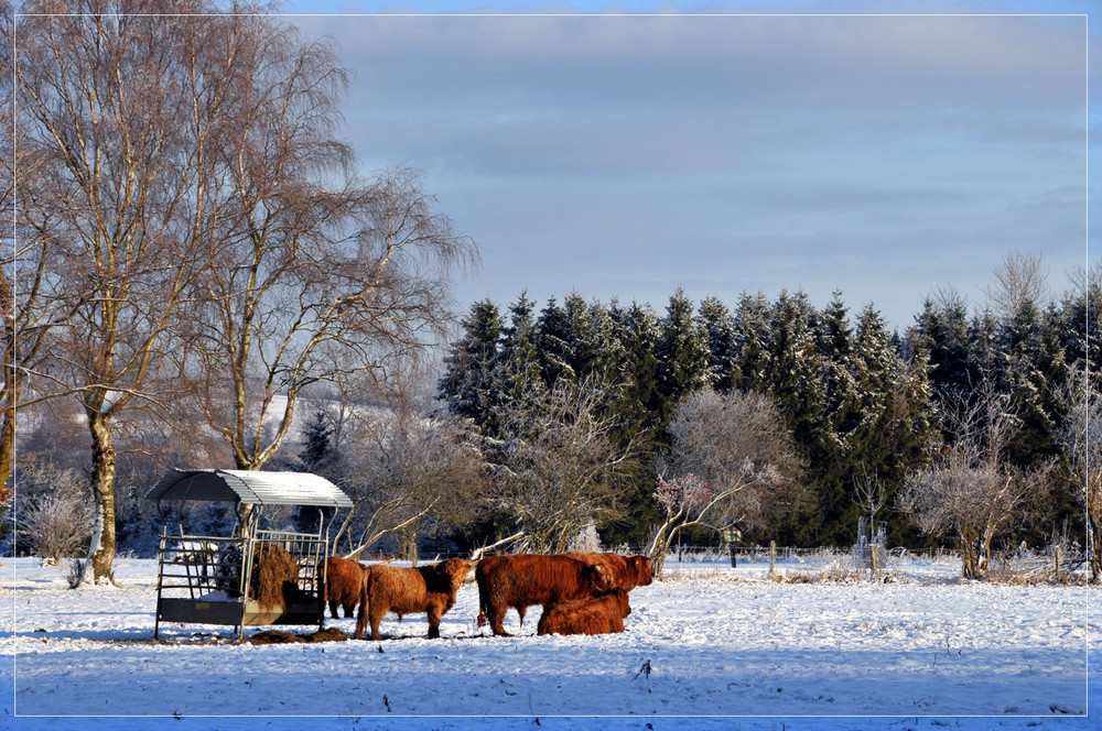 Winterimpressionen 12.12.08