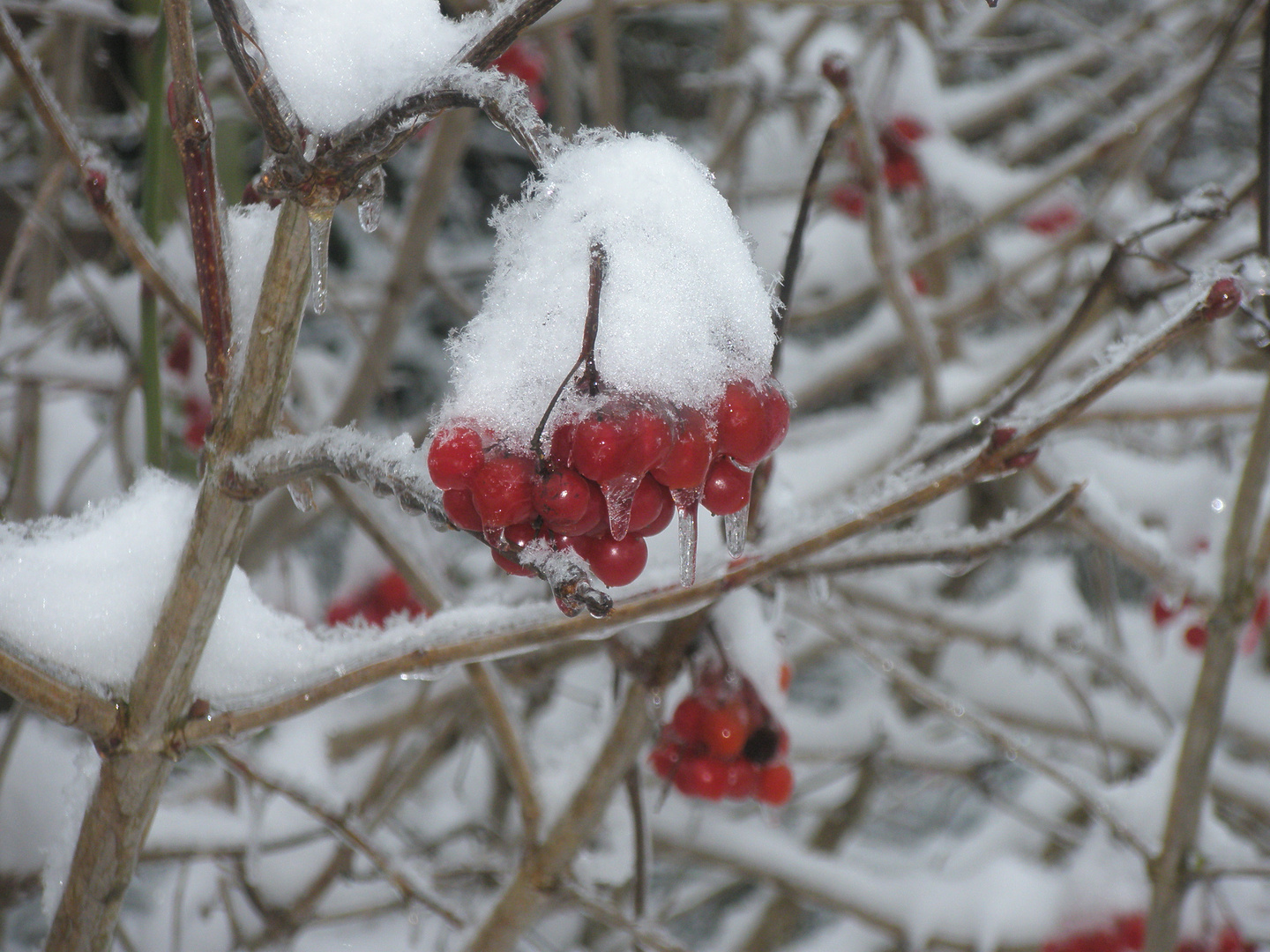 Winterimpressionen 2010