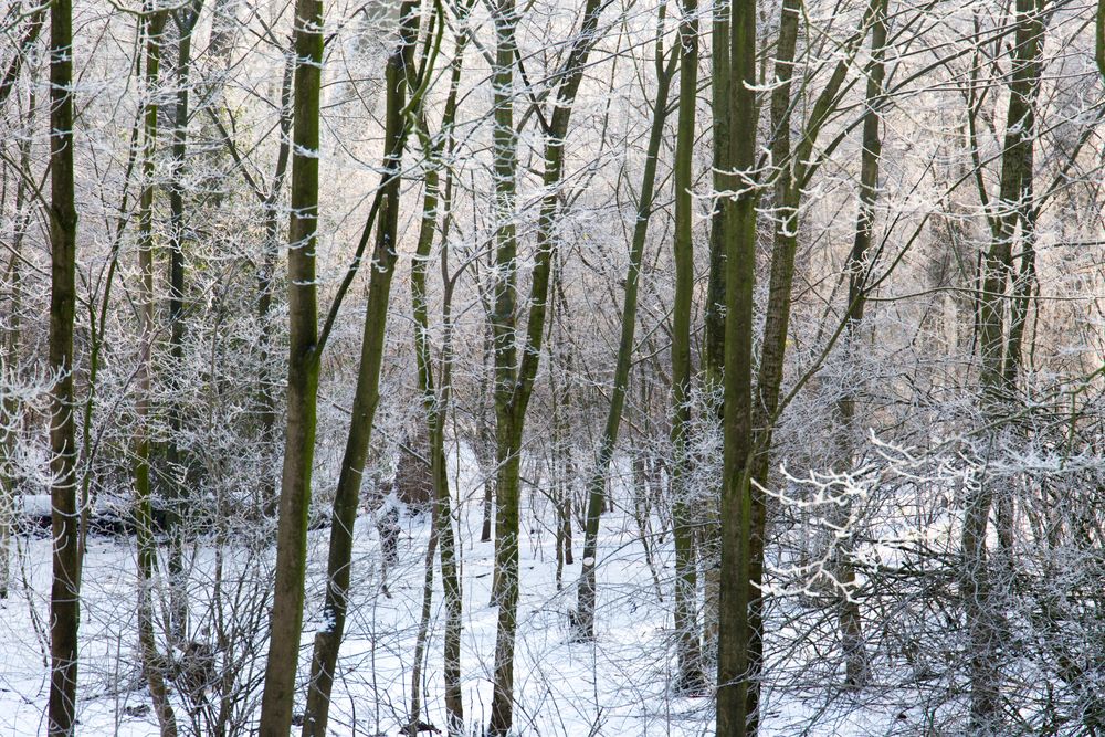 Winterimpressionen 4