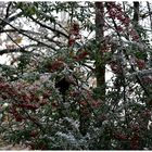 Winterimpressionen (6)