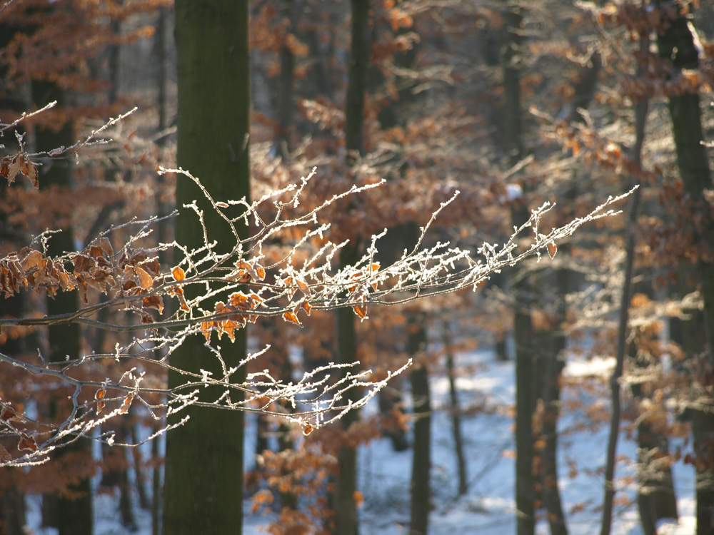 Winterimpressionen