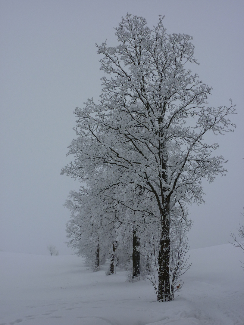 Winterimpressionen