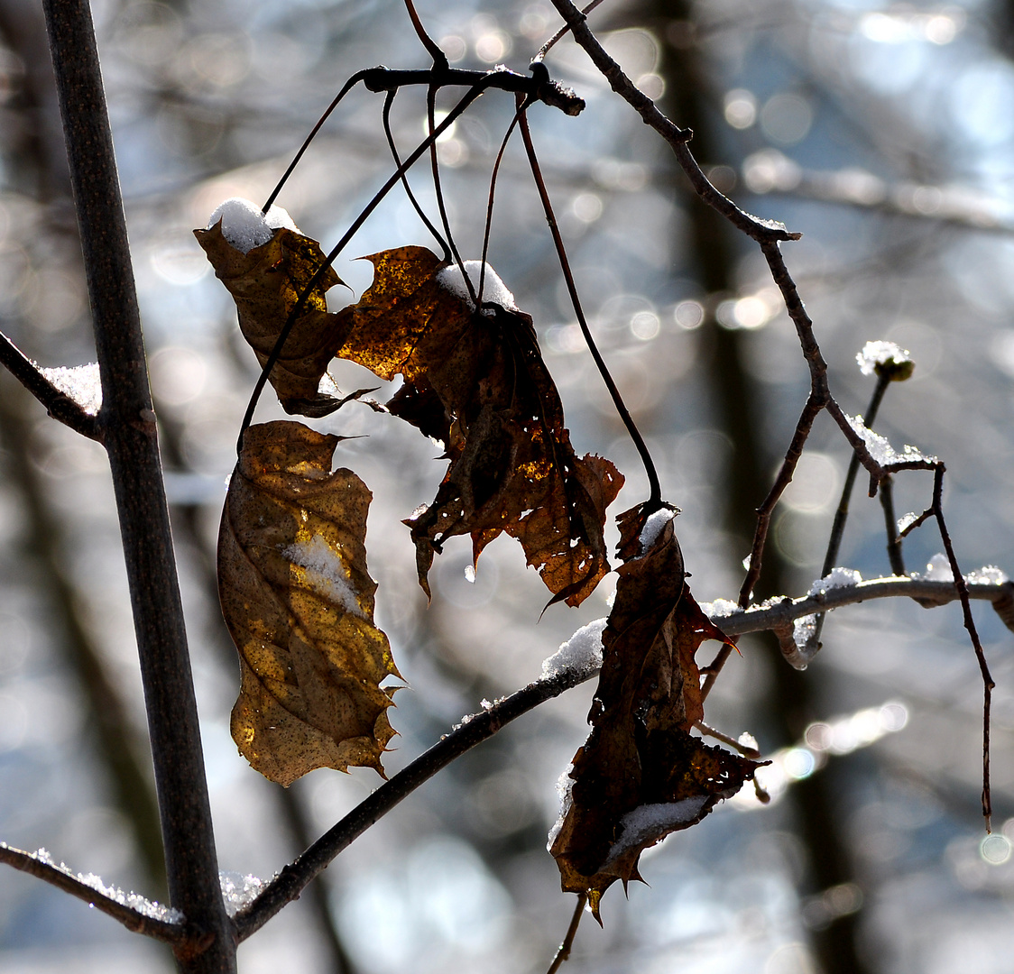 Winterimpressionen