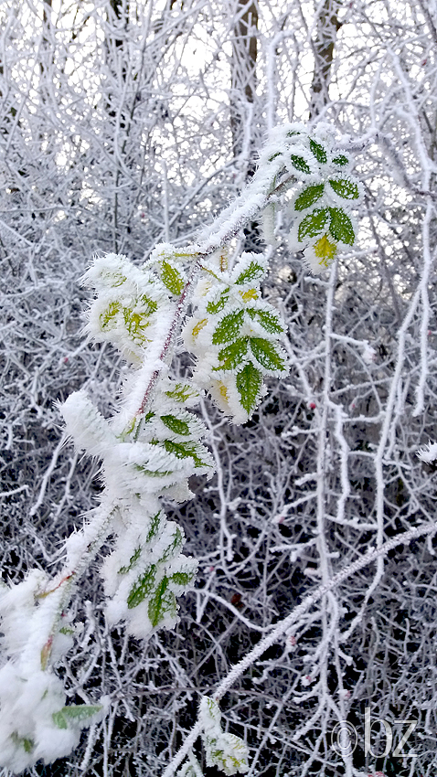 Winterimpressionen 8