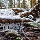 Winterimpressionen am Bachlauf