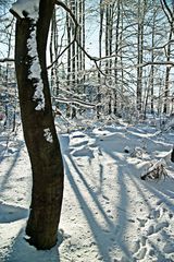 Winterimpressionen am Rennsteig