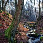 Winterimpressionen am Waldbach