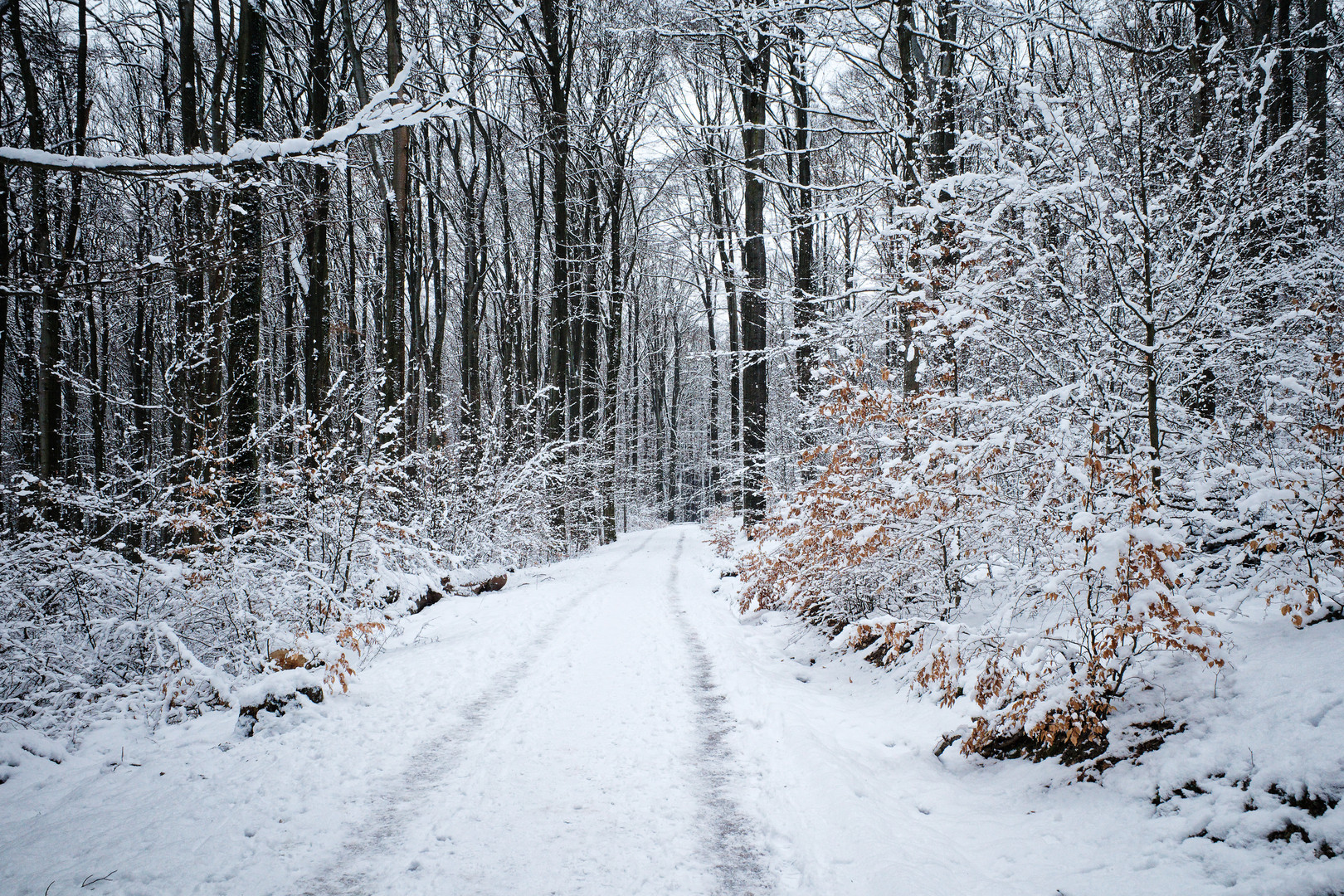 Winterimpressionen auf dem Waldweg