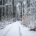 Winterimpressionen auf dem Waldweg