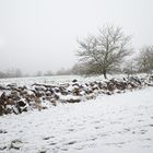 Winterimpressionen auf den Hangarder Wiesen