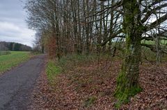 Winterimpressionen auf einem Feldweg