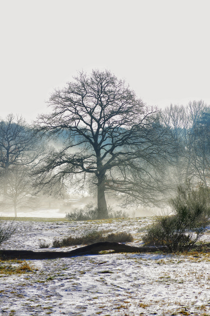 Winterimpressionen aus der Wahner Heide