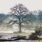 Winterimpressionen aus der Wahner Heide