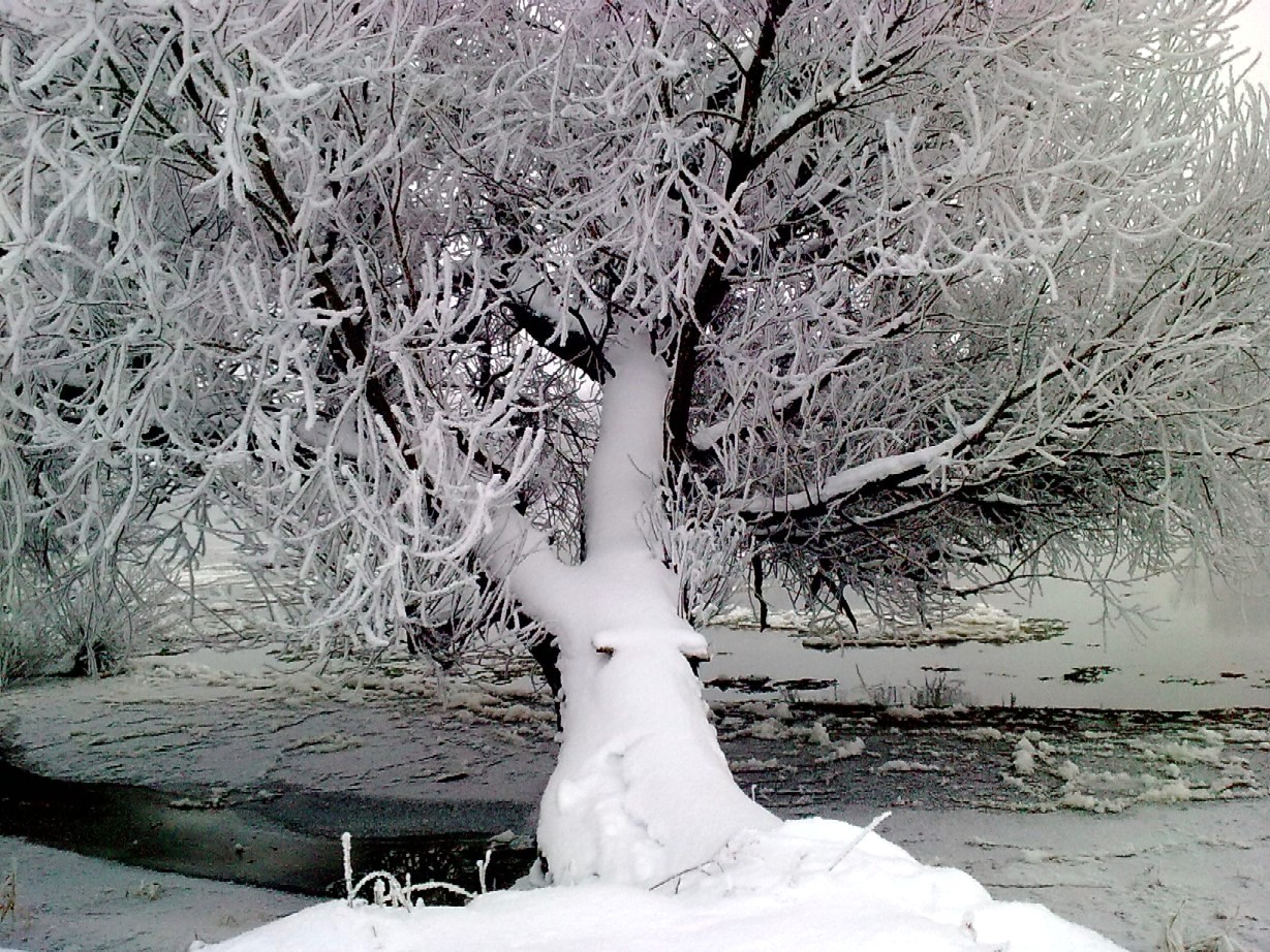 Winterimpressionen "Eisige Weide"