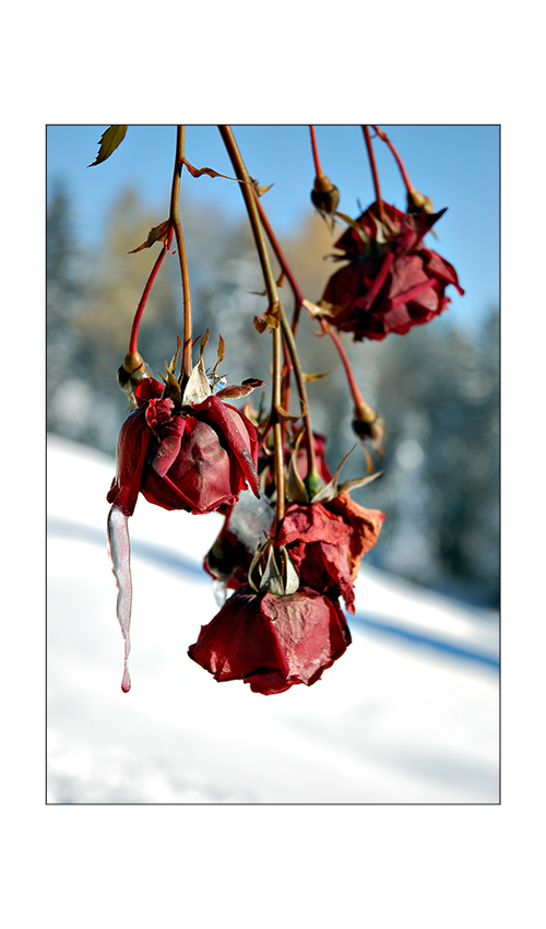 Winterimpressionen: Eisrose