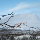 Winterimpressionen / Finnisch Lappland