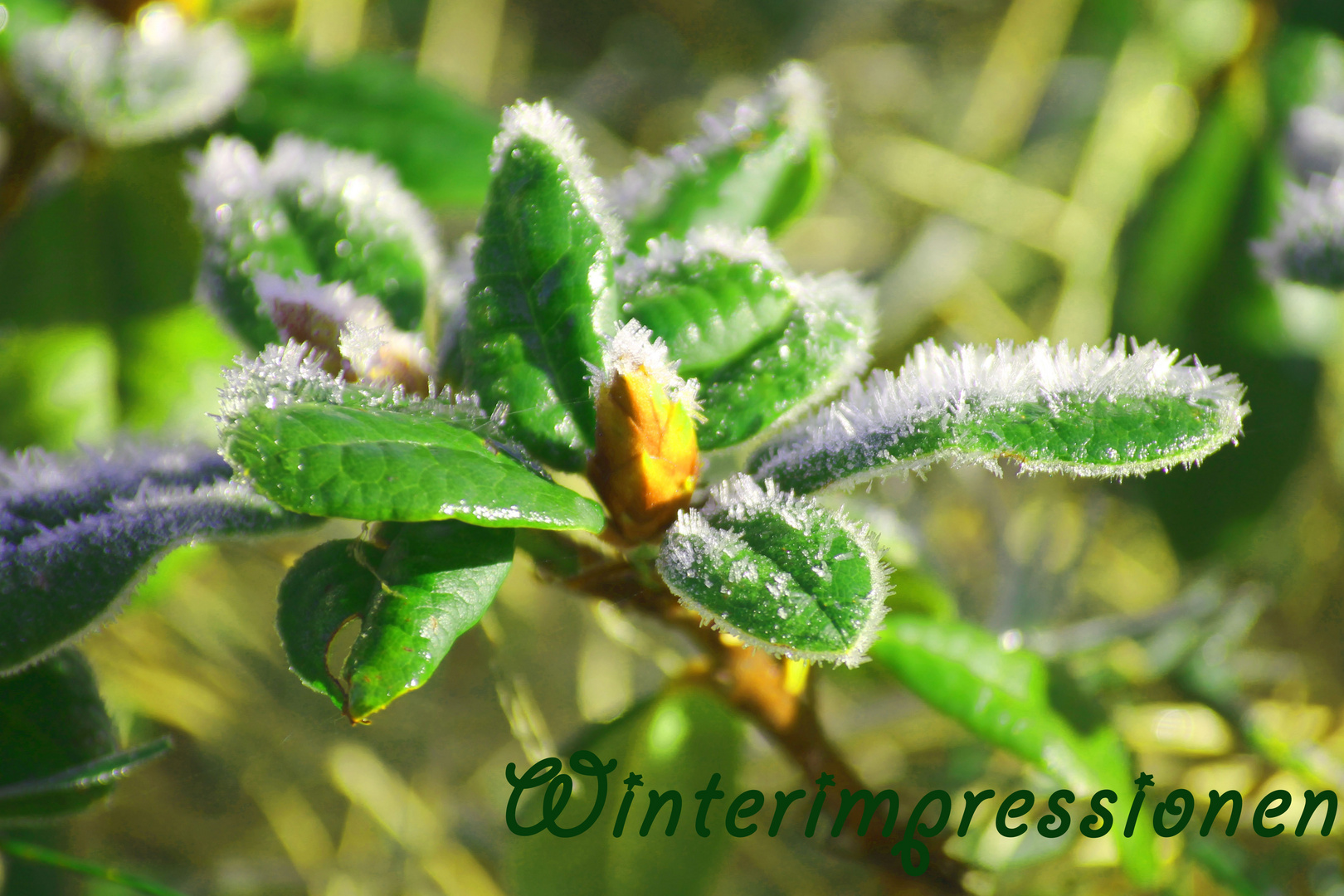 Winterimpressionen Frost