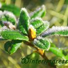 Winterimpressionen Frost