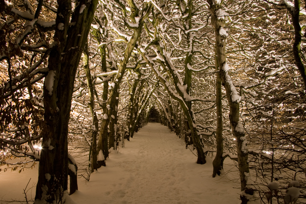 Winterimpressionen - Hainbuchengang