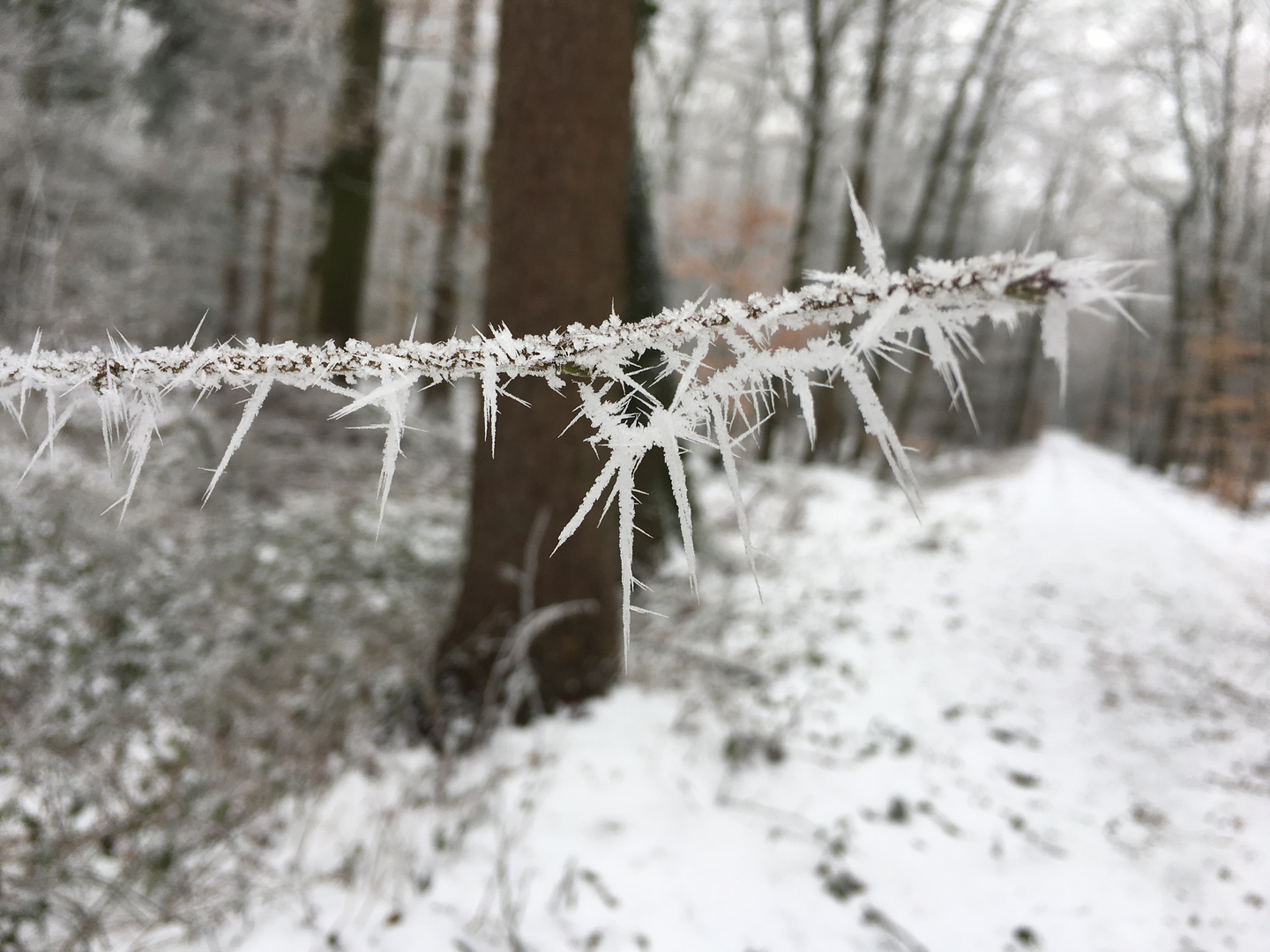 Winterimpressionen I