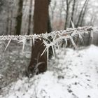 Winterimpressionen I