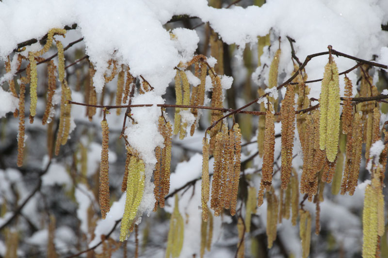 Winterimpressionen II