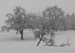 Winterimpressionen III