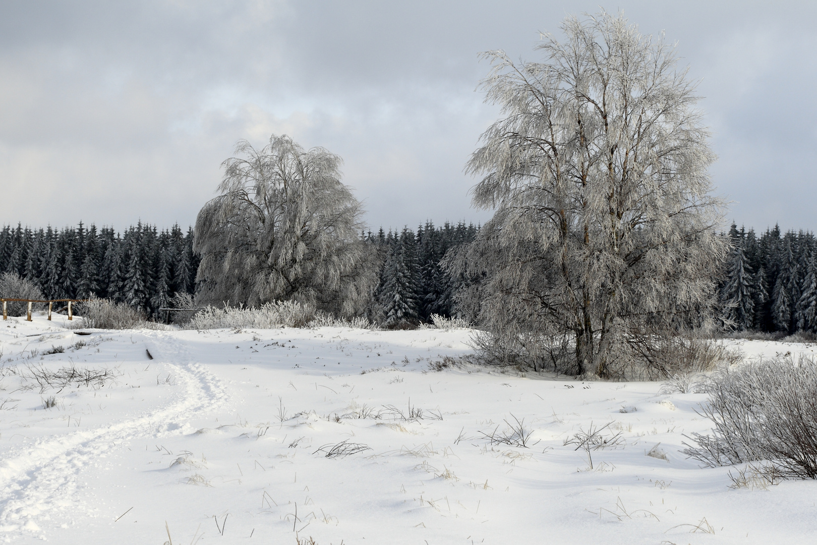 Winterimpressionen im hohem Venn