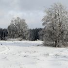 Winterimpressionen im hohem Venn