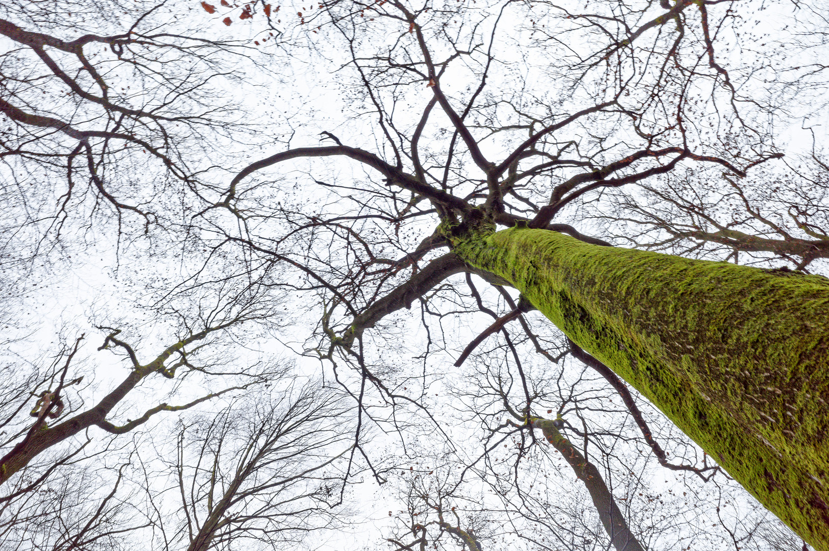 Winterimpressionen im Laubwald