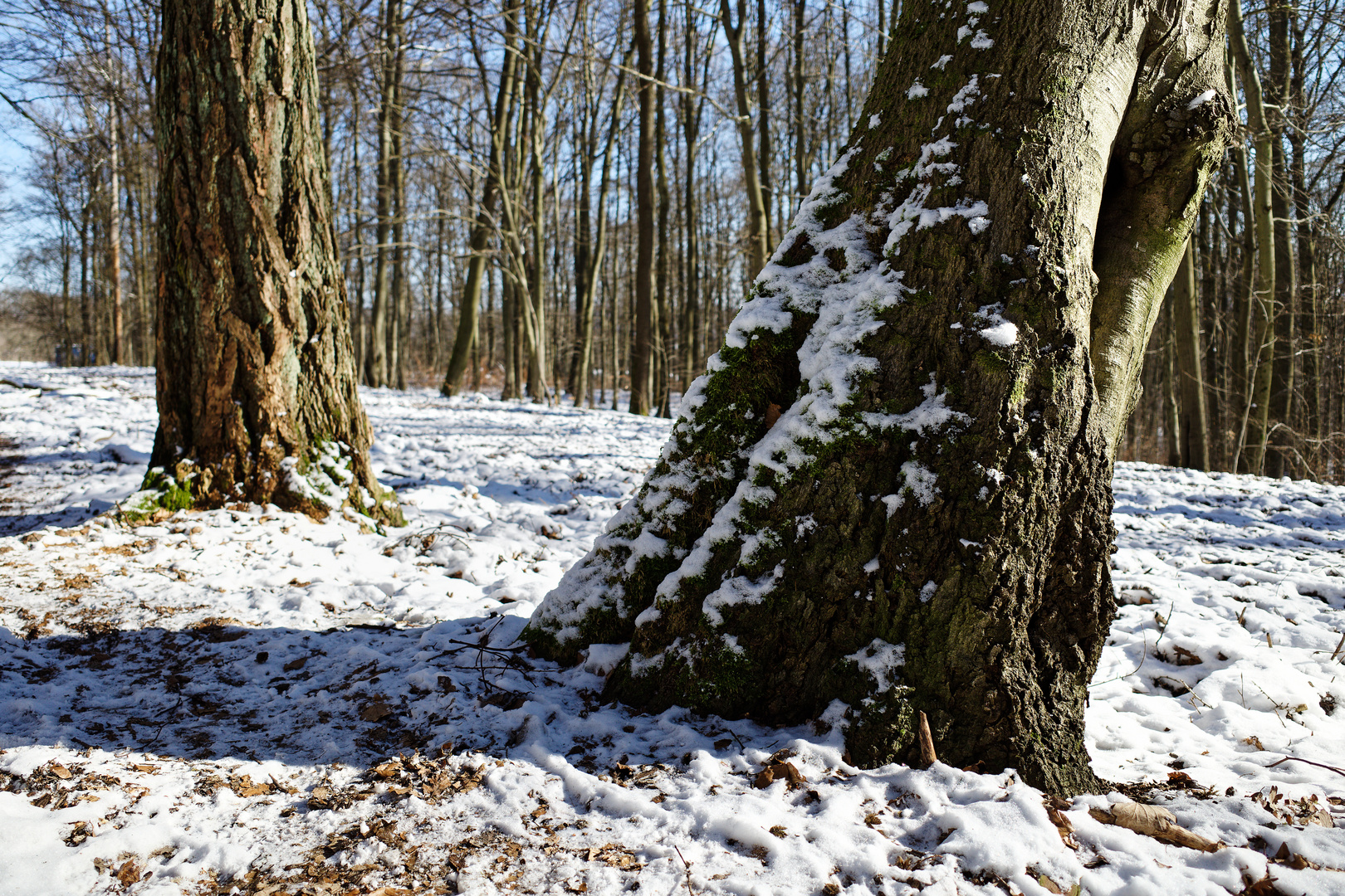 Winterimpressionen im Wald