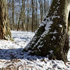 Winterimpressionen im Wald