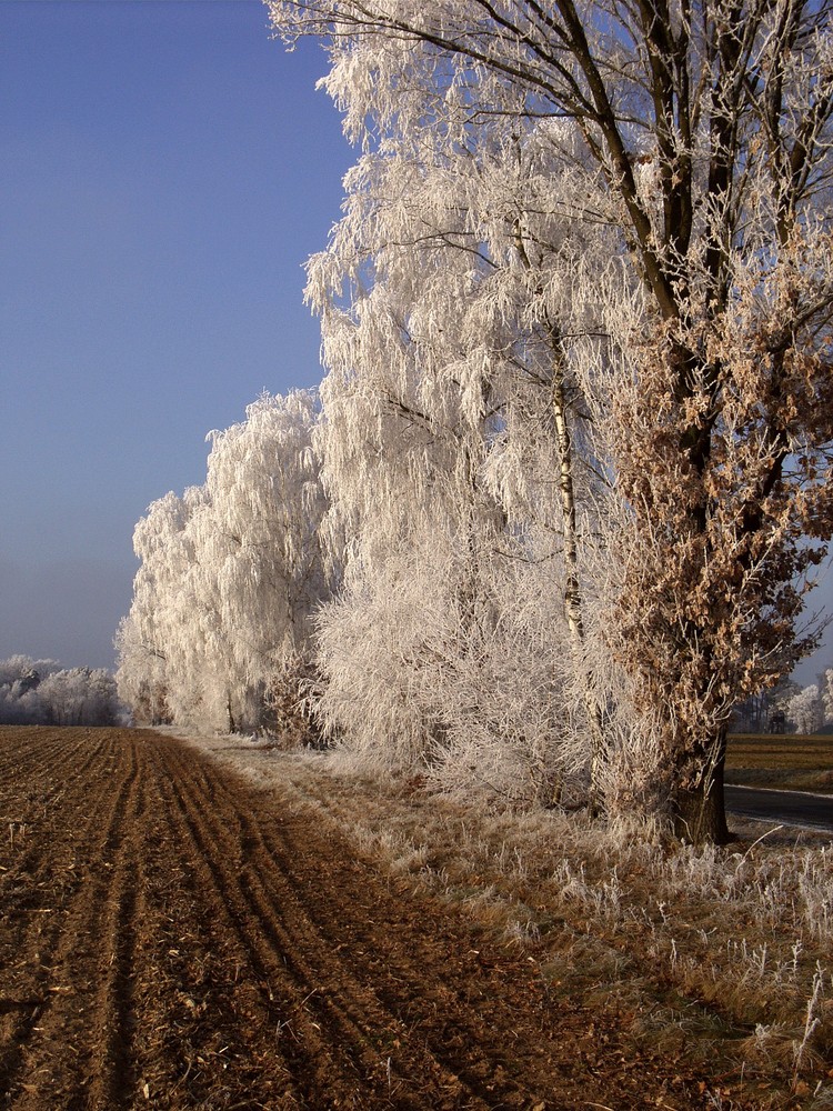 Winterimpressionen in Niedersachsen bei Lüneburg