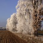 Winterimpressionen in Niedersachsen bei Lüneburg