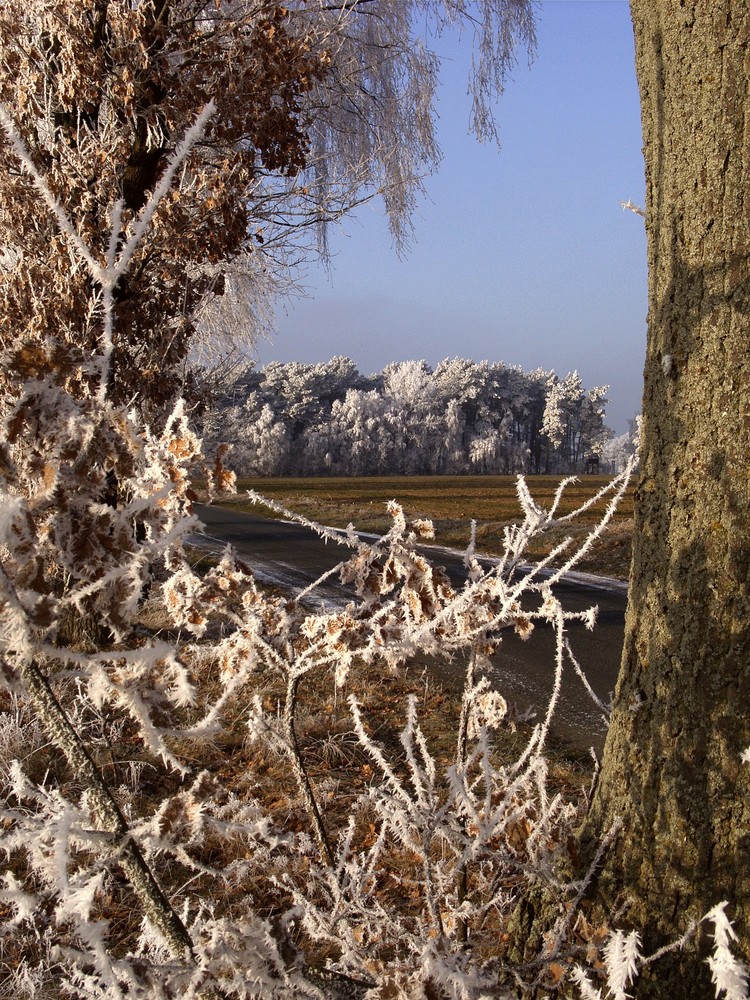 Winterimpressionen in Niedersachsen bei Lüneburg