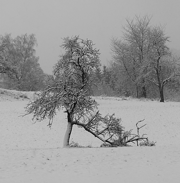 Winterimpressionen IV