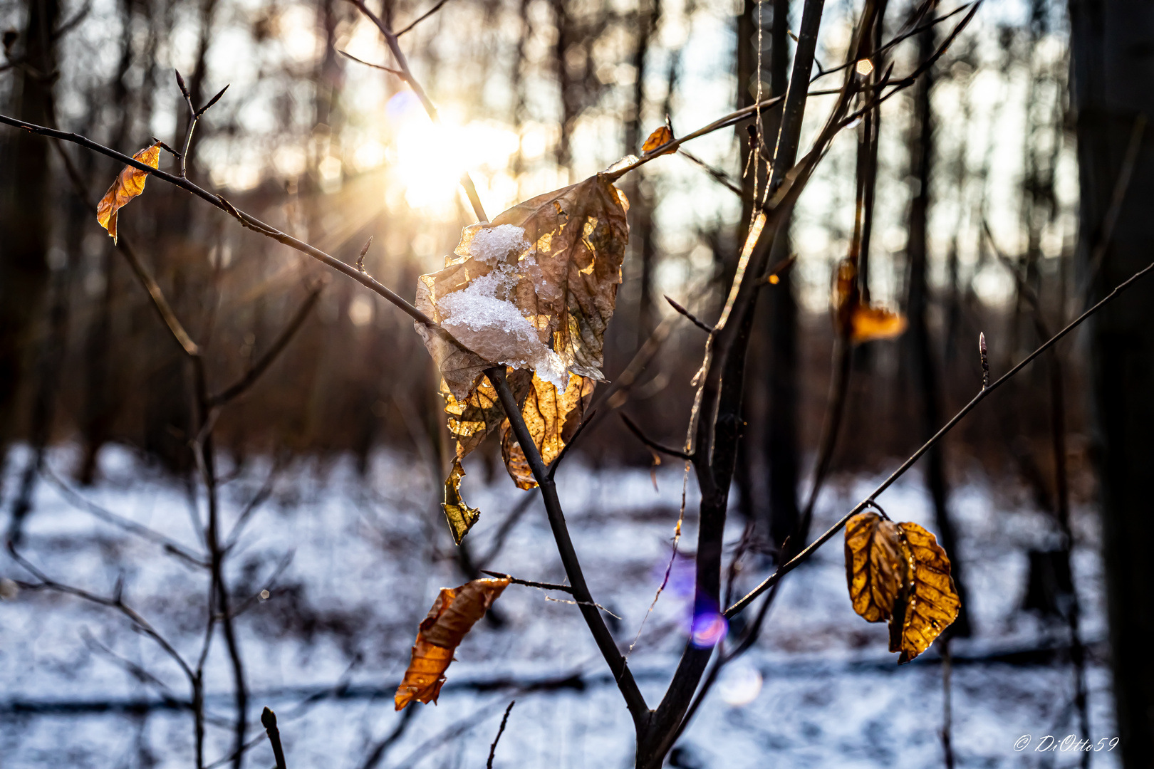 Winterimpressionen Januar 2021